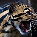 slides/_MG_4053.jpg wildlife, feline, big cat, cat, predator, fur, marking, clouded, leopard, eye, fang WBCS4 - Clouded Leopard